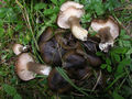 Hygrophorus camarophyllus